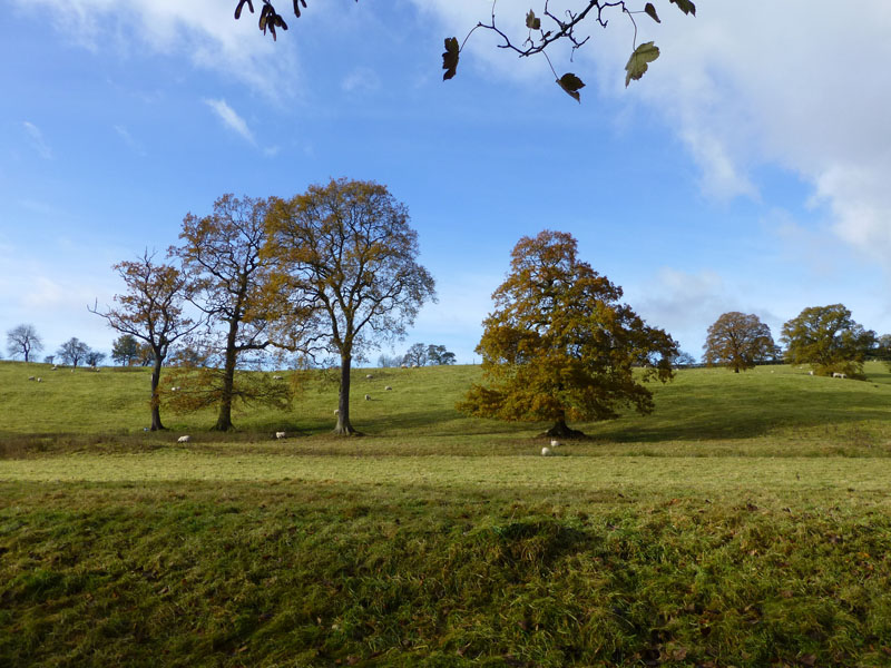 Autumn View