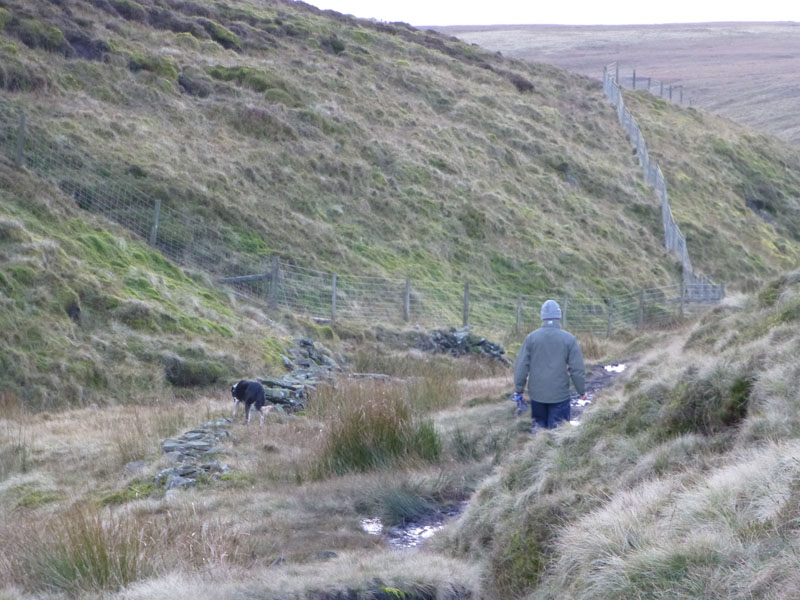 Man with Collie Dogs