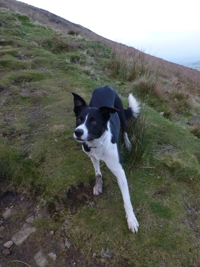 Pluto The Dog