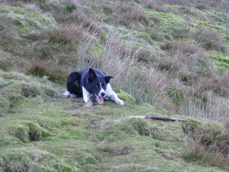 Pluto Dog