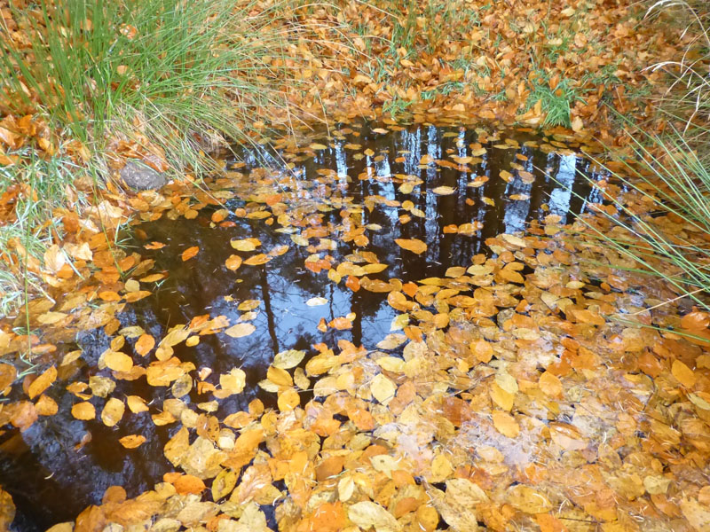 Autumn Leaves