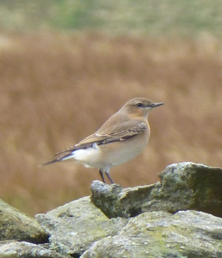 Wheatear