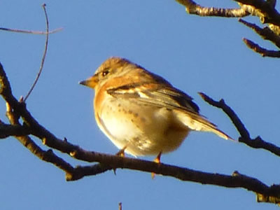 Brambling