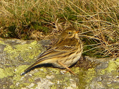 Meadow Pipit