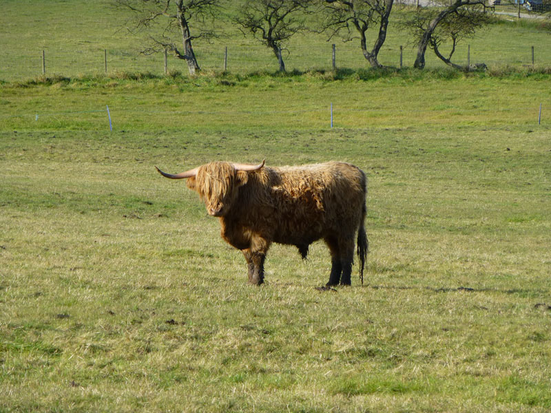 Highland Bull