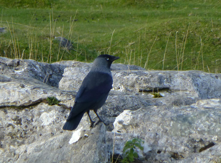 Jackdaw