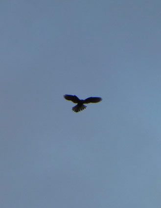Kestrel