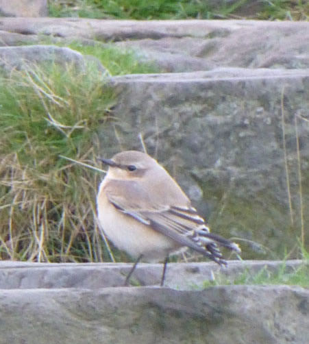 Wheatear