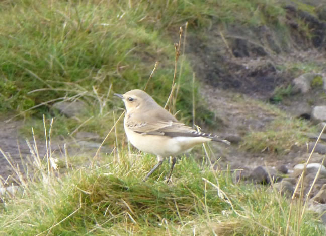 Wheatear