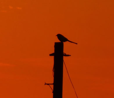 Sunset Bird