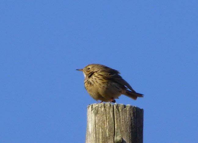 Meadow Pipit