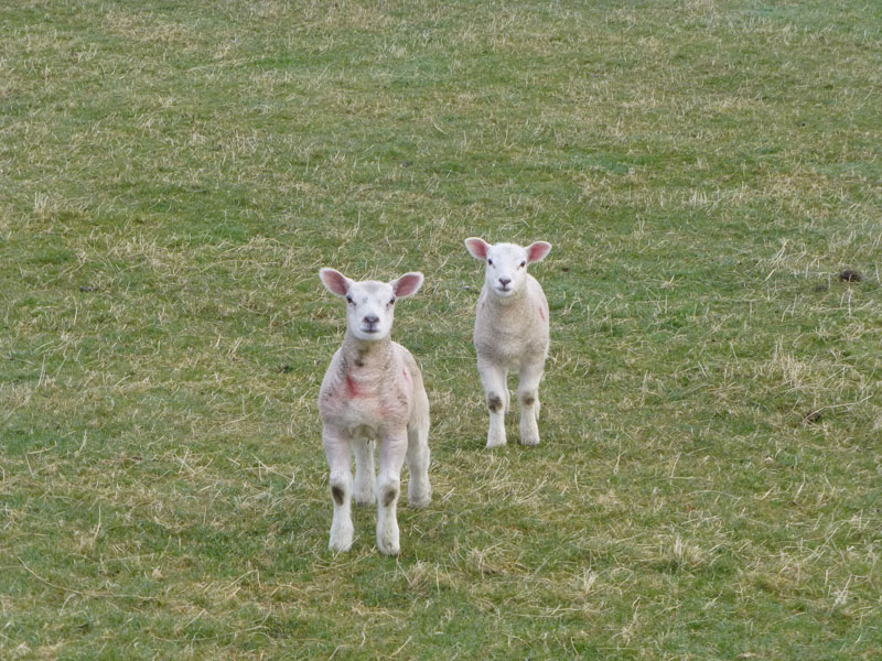 Spring Lambs