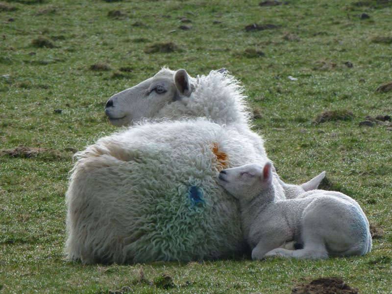 Sheep and Lambs