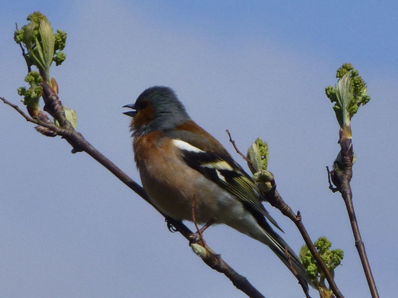 Chaffinch