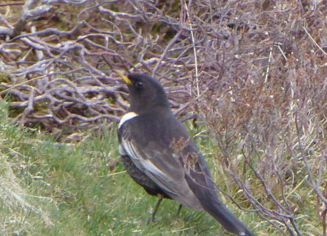 Ring Ouzel