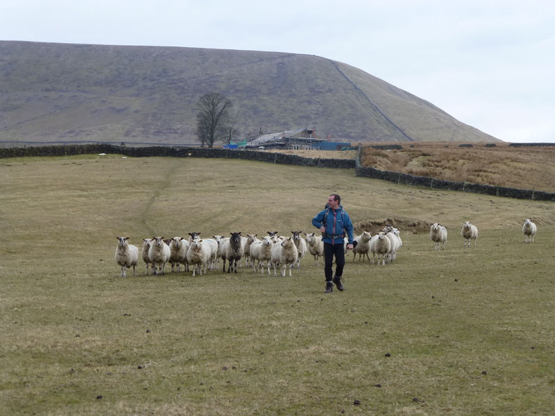 Paul and the sheep