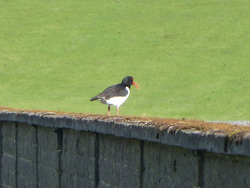 Oyster Catcher