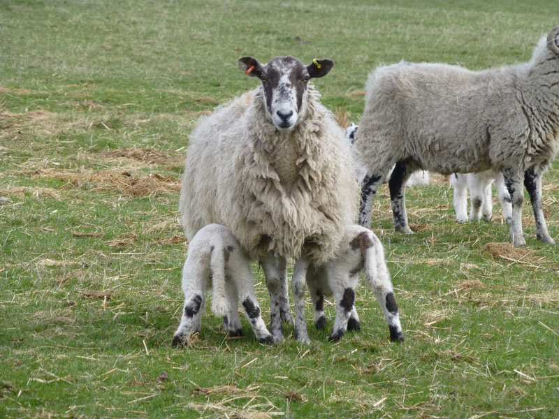 Sheep and lambs