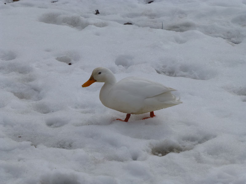 White Duck