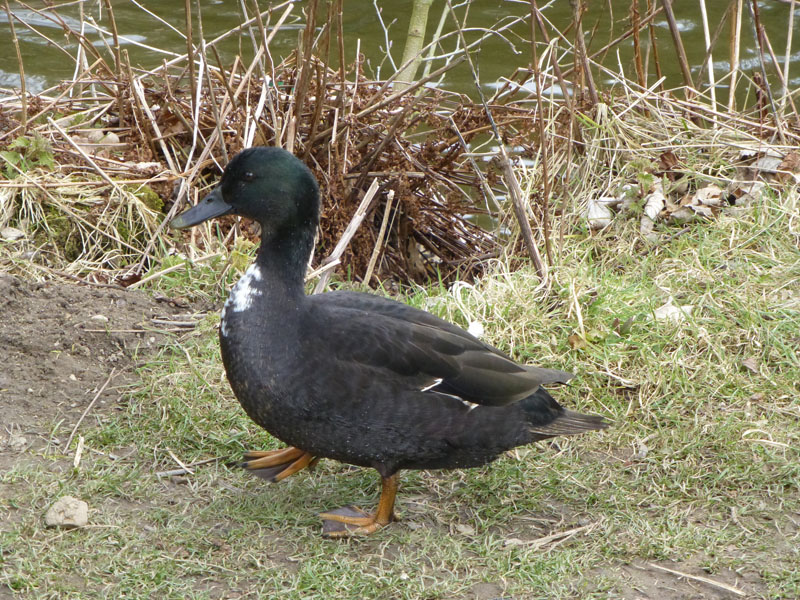 Black Duck