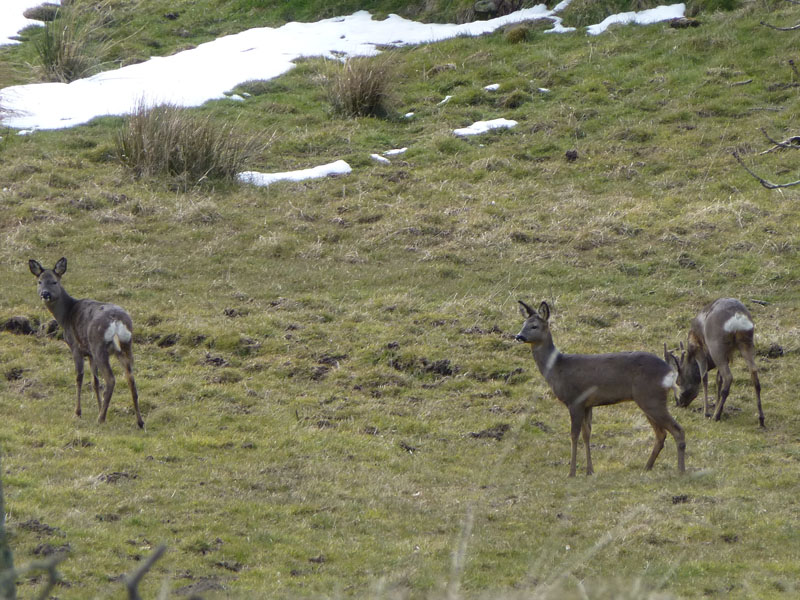 Wycoller Deer