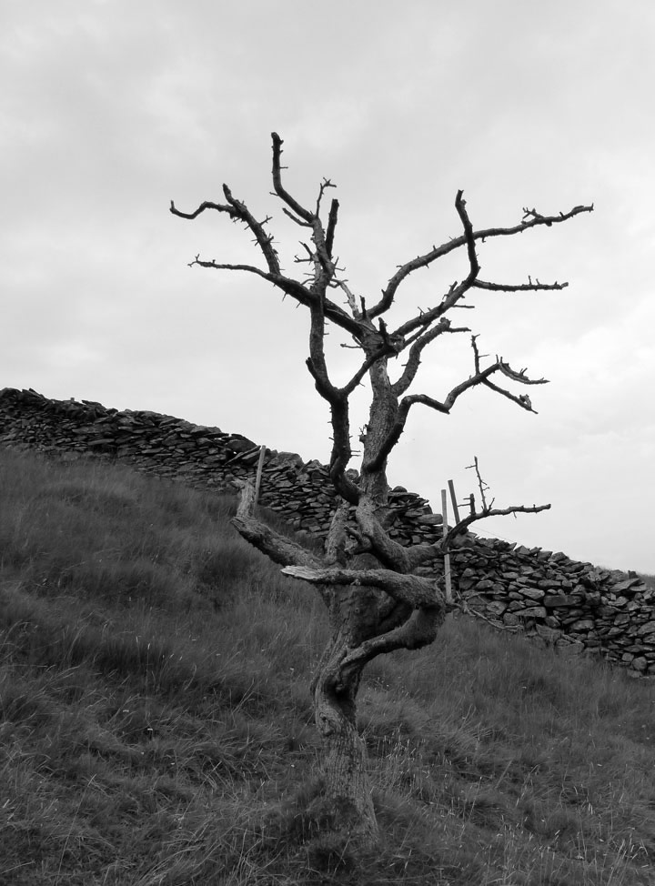 Watendlath Tree