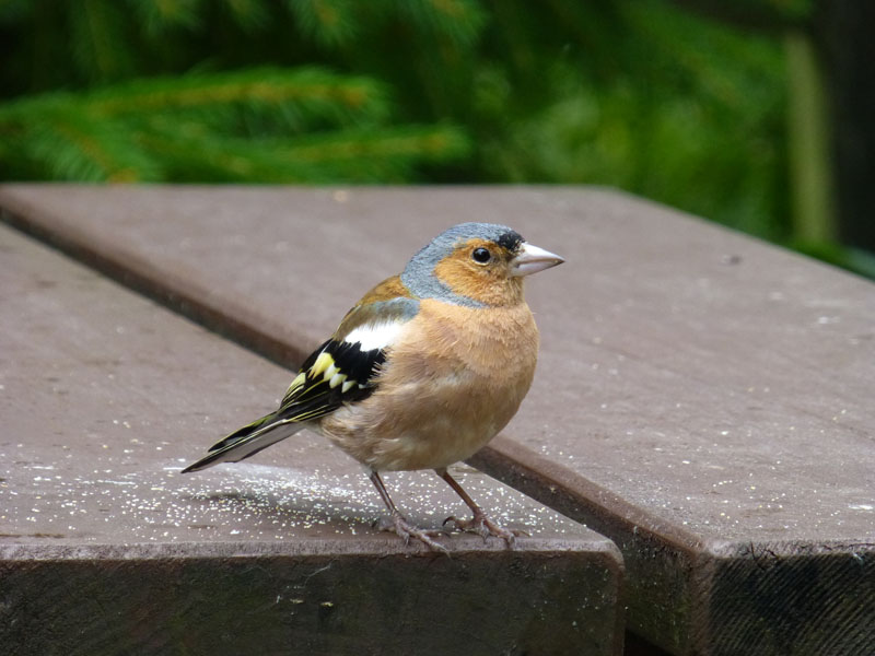 Chaffinch