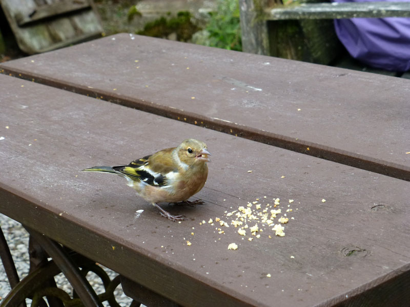 Chaffinch