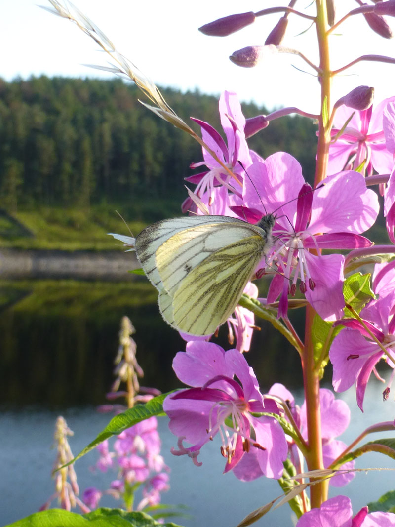 Rosebay Willowherb