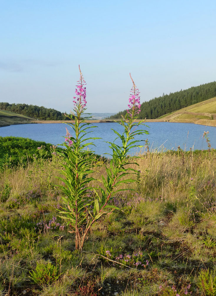 Reservoir View