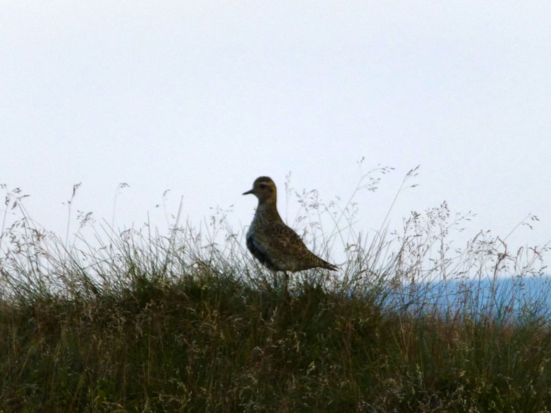 Golden Plover