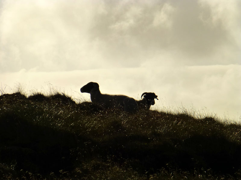 Sheep