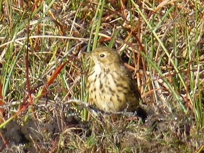 Meadow Pipit