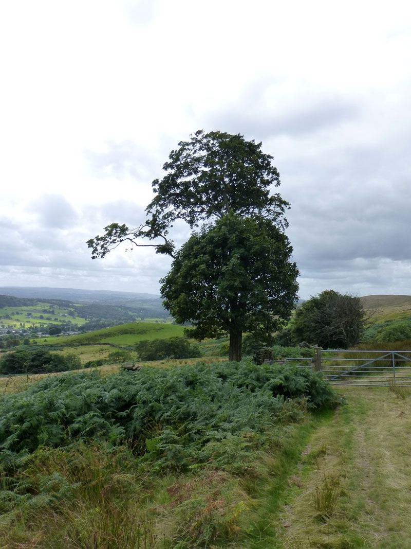 Pointing Tree