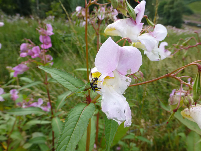 Wild Flower