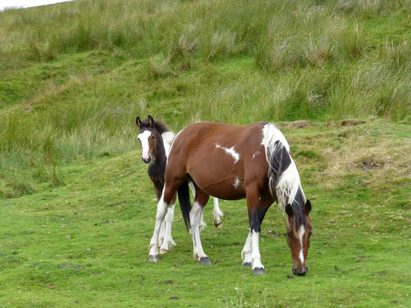 Fell Ponies