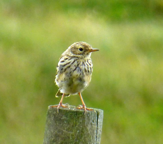 Meadow Pipit