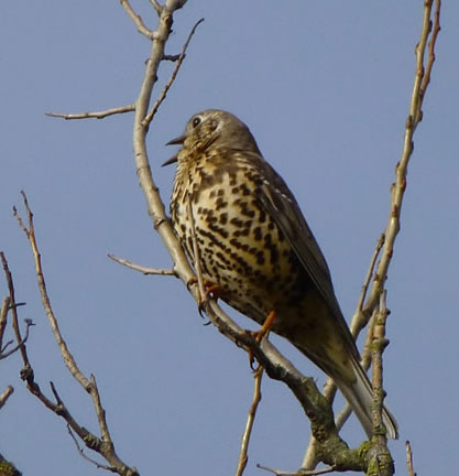 Song Thrush