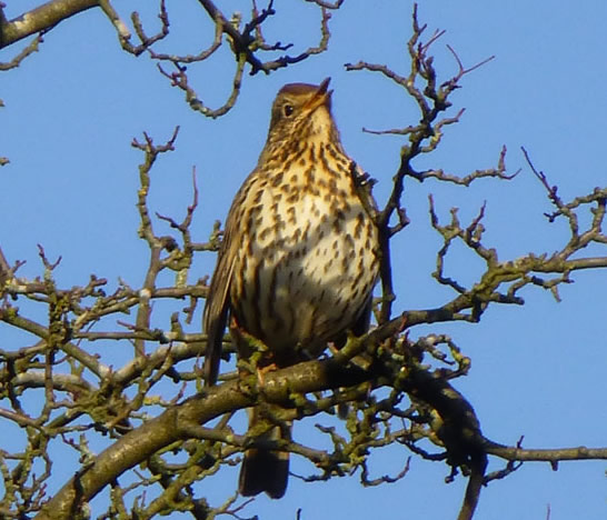 Song Thrush