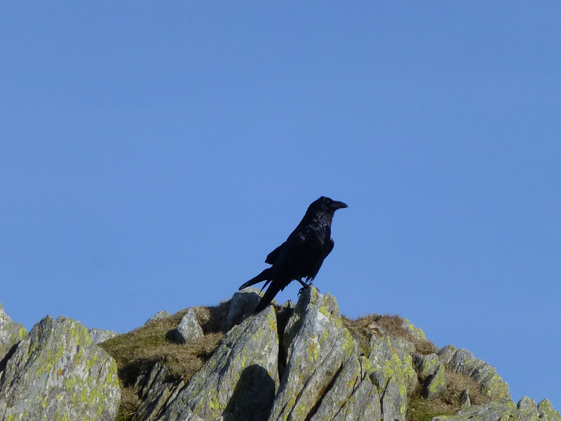 Mountain Crow