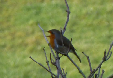 Robin