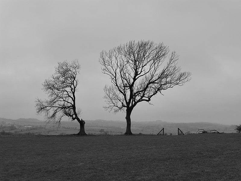 Two Trees