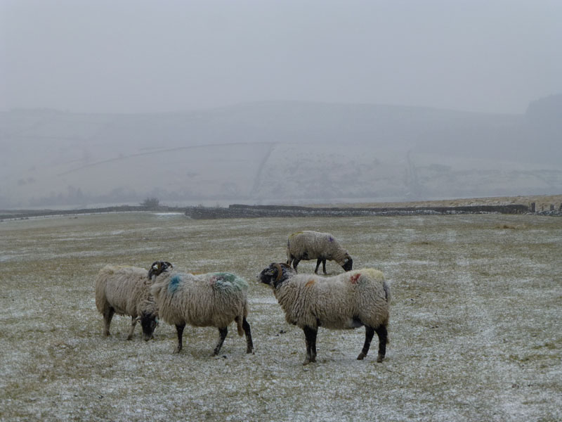 Pendle Sheep