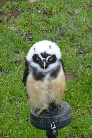 Furry Owl