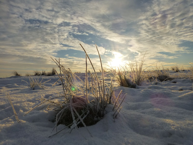 Snowy grass