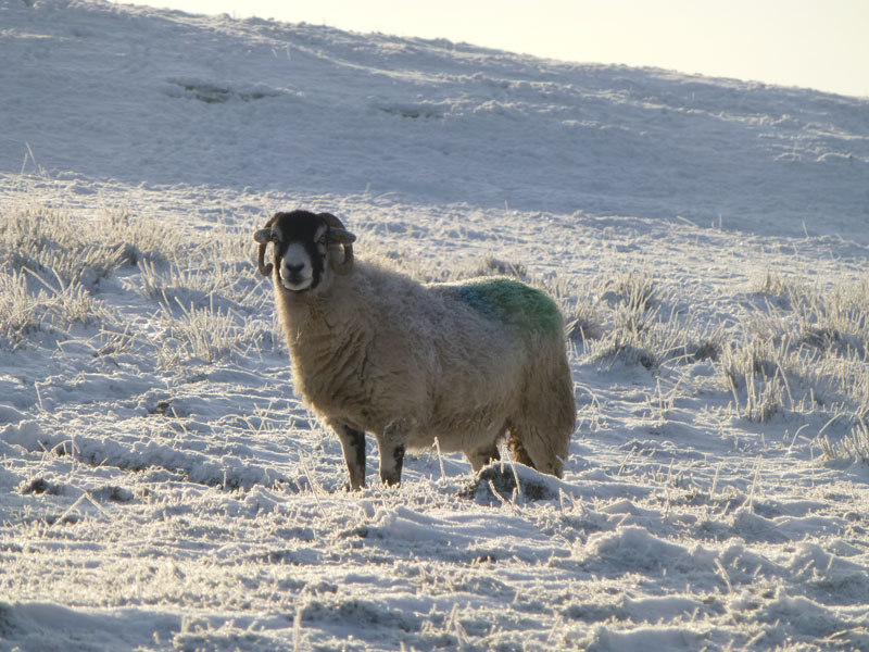 Snowy Sheep