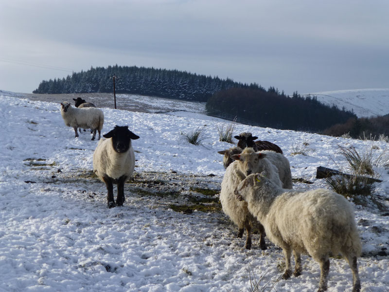 Barley Sheep