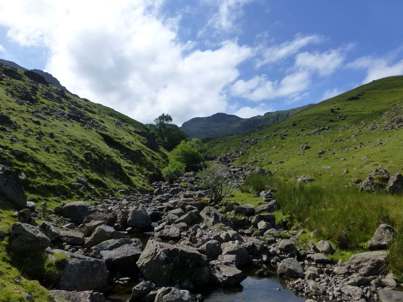 Comb Gill