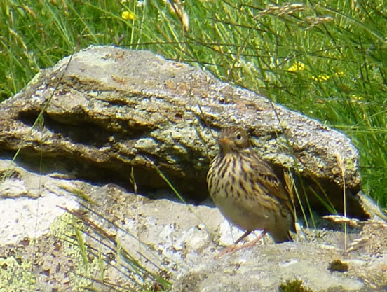 Meadow Pipit