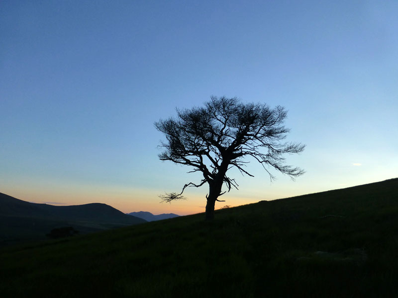 Tree Silhouette